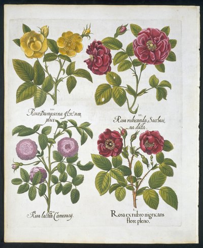 Rózsák, 96-os tányér a Hortus Eystettensistől, Basil Besler (1561-1629) kocsma 1613 (kézzel színezett metszet) alkotó: German School