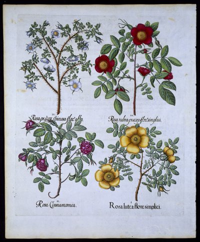 Rózsák, 98-as tányér, Hortus Eystettensisby Basil Besler (1561-1629) pub. 1613 (kézzel színezett metszet) alkotó: German School
