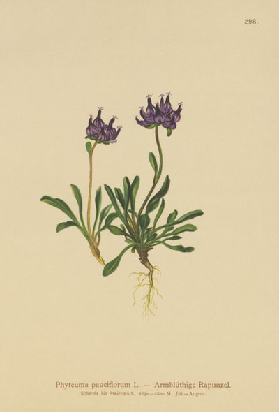 Kerekfejű rammpion (Phyteuma pauciflorum, Rapunculus pauciflorus, Phyteuma globulariifolium) alkotó: German School