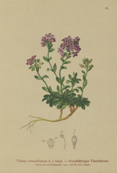 Kereklevelű torma (Thlaspi rotundifolium, Noccaea rotundifolia, Thlaspi cepaeifolium subsp. rotundifolium) alkotó: German School