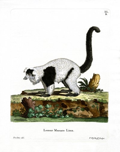 Ruffed Lemur (színes metszet) alkotó: German School