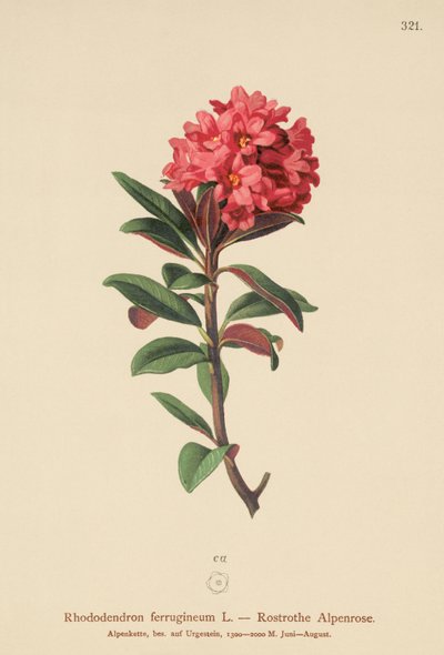 Rozsdáslevelű alpesi rózsa (Rhododendron ferrugineum) alkotó: German School