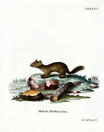 Sable (színes metszet) alkotó: German School
