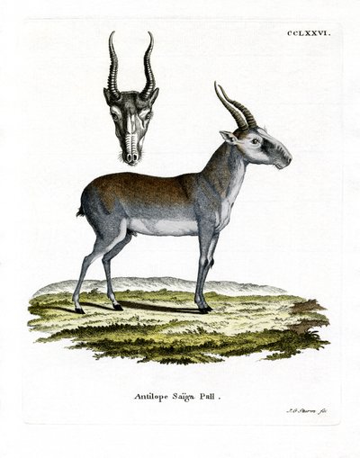 Saiga (színes metszet) alkotó: German School
