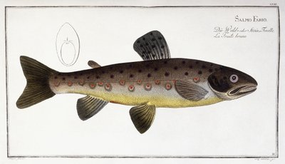 Salmo Fario alkotó: German School