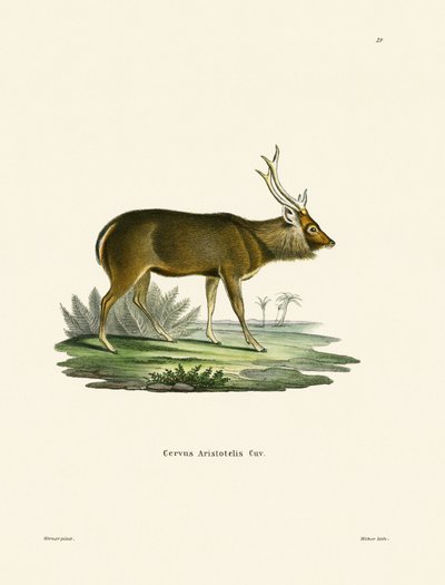 Sambar (színes metszet) alkotó: German School