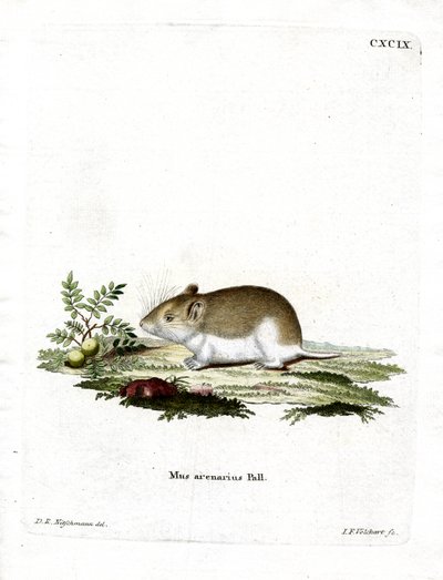 Sandy Mole Rat (színes gravírozás) alkotó: German School