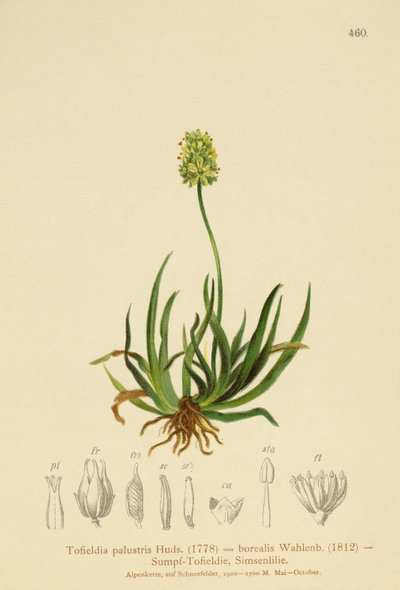 skót aszfodlé (Tofieldia calyculata, Tofieldia palustris, Tofieldia borealis, Tofieldia pusilla) alkotó: German School