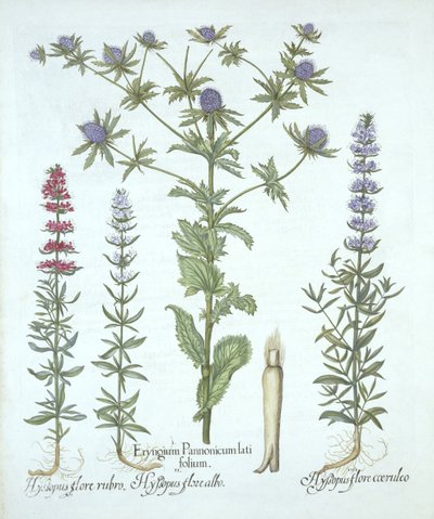 Tengeri magyal és háromféle izsóp, a Hortus Eystettensisből, Basil Besler (1561-1629), pub. 1613 (kézzel színezett metszet) alkotó: German School