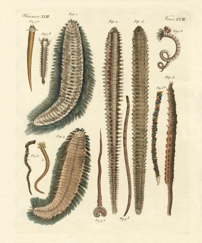 Tengeri férgek (színes gravírozás) alkotó: German School