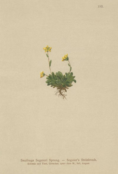 Seguieris Saxifrage (Saxifraga Seguieri) alkotó: German School
