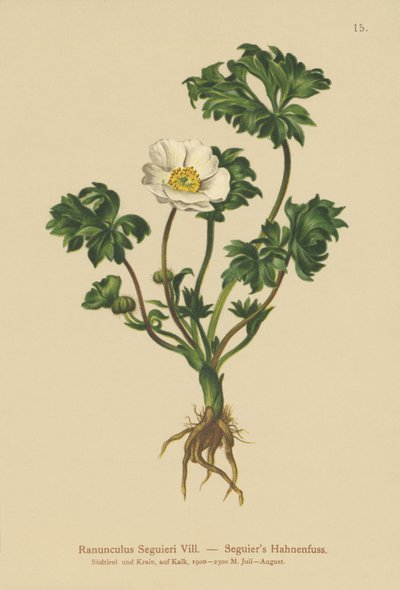 Seguiers Crowfoot (Ranunculus seguieri) alkotó: German School