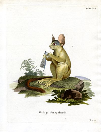 Senegal Bushbaby (színes metszet) alkotó: German School
