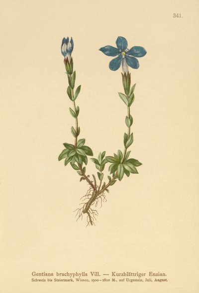 Rövid levelű tárnics (Gentiana brachyphylla) alkotó: German School
