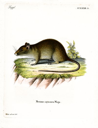 Rövidfarkú Bandicoot Rat (színes metszet) alkotó: German School
