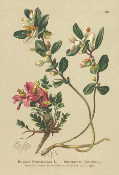 cserjés tejfű (Polygala Chamaebuxus) alkotó: German School
