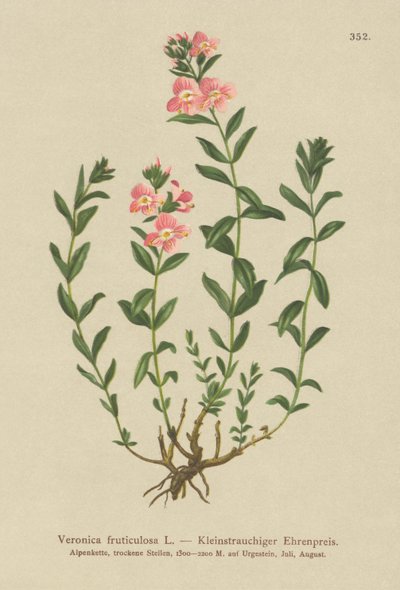 Shrubby Speedwell (Veronica fruticulosa, Veronica frutescens) alkotó: German School