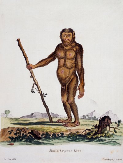 Simia satyrus, a természetből leírásokkal illusztrált emlősökből, Johann Christian Daniel von Schreber (1739-1810), metszet: I Nusbiegel, De Seve, Németország rajza alapján alkotó: German School