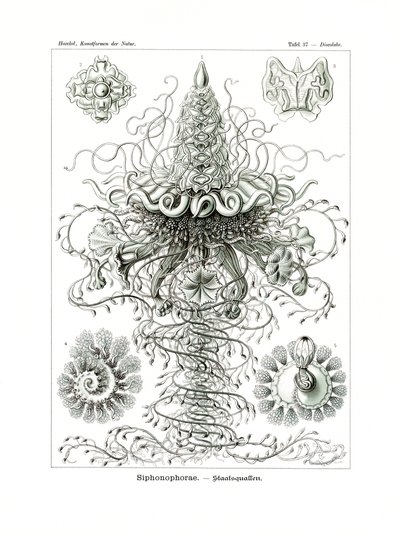 Siphonophorae, 1899-1904 alkotó: German School