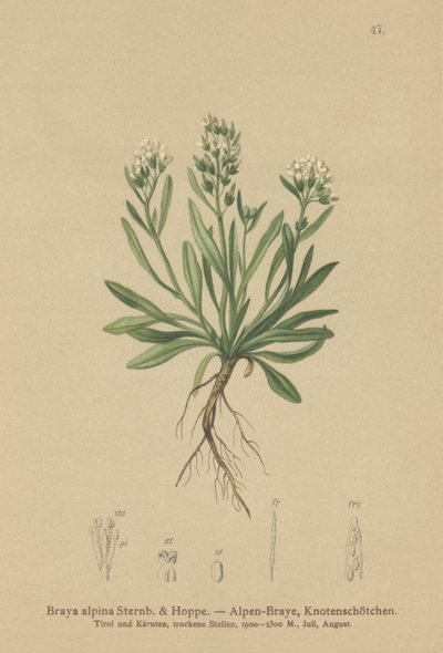 Sima északi sziklatorma (Braya alpina, Sisymbrium alpinum) alkotó: German School