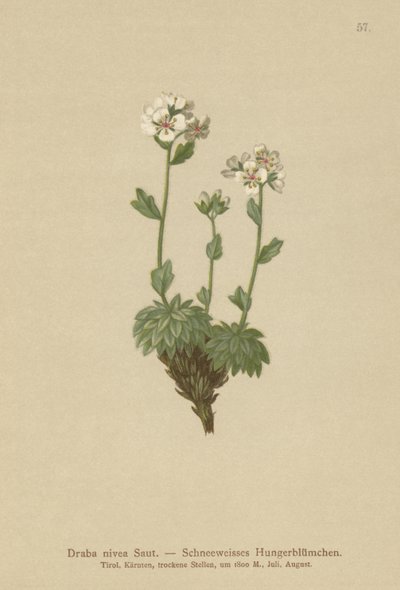 Hófehér Whitlow-fű (Draba nivea) alkotó: German School