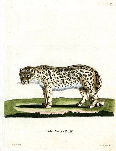 Snow Leopard (színes metszet) alkotó: German School