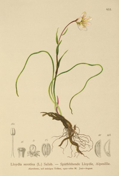 Snowdon Lily (Lloydia serotina, Gagea serotina, Lloydia alpina, Lloydia striata) alkotó: German School