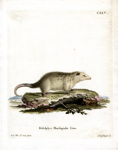 Southern Opossum (színes metszet) alkotó: German School
