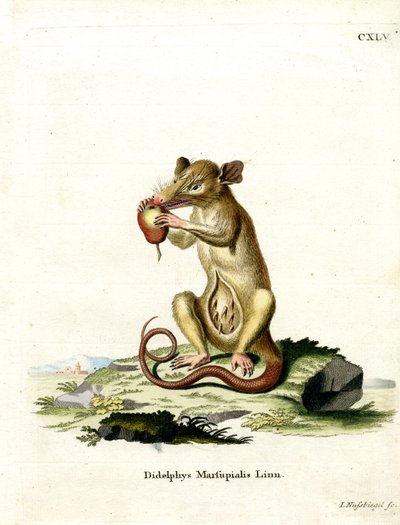 Southern Opossum (színes metszet) alkotó: German School
