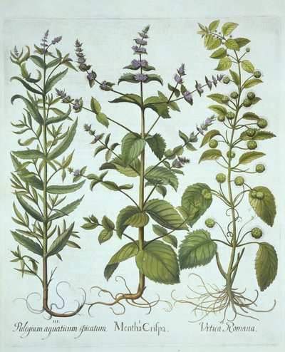 Fodormenta, római csalán és hosszú levelű lómenta, a Hortus Eystettensisből, Basil Besler (1561-1629), pub. 1613 (kézzel színezett metszet) alkotó: German School