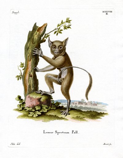 Spectral Tarsier (színes metszet) alkotó: German School