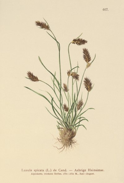 Tüskés rúd (Luzula spicata) alkotó: German School