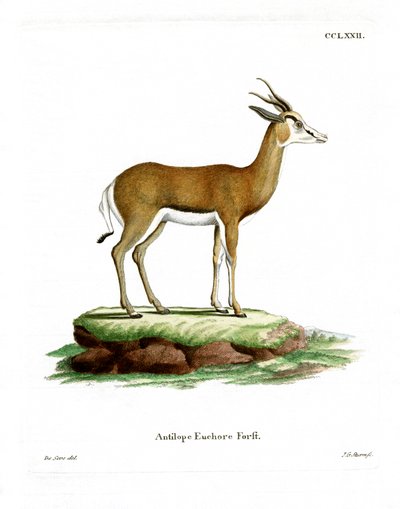 Springbok (színes metszet) alkotó: German School