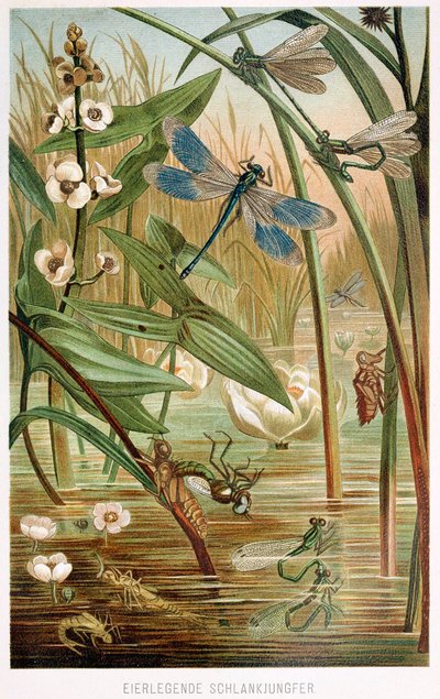 A Damselfly fejlődési szakaszai, Brehms Tierleben, pub. 1860-as évek színes litográfia, 1860. alkotó: German School