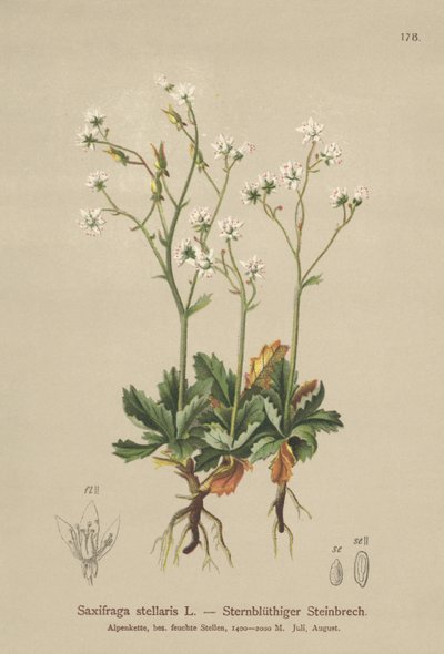 Csillagos szaxifrage (Saxifraga stellaris) alkotó: German School
