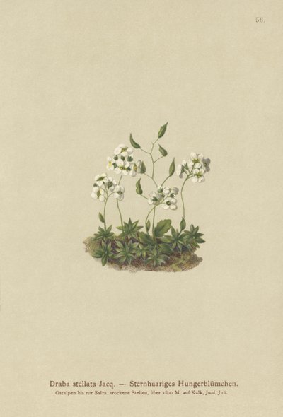 Csillagos Whitlow-fű (Draba stellata) alkotó: German School