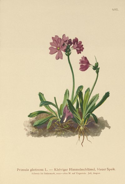 Ragadós kankalin (Primula glutinosa) alkotó: German School