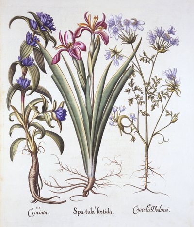Büdös Iris, Orlaya és Crosswort Gentian, a Hortus Eystettensisből, Basil Besler (1561-1629), pub. 1613 (kézzel színezett metszet) alkotó: German School