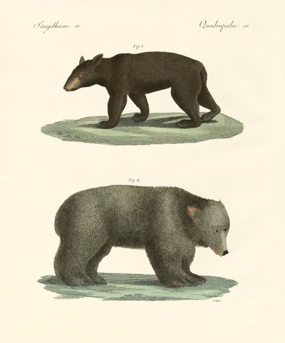 Furcsa medvék (színes metszet) alkotó: German School