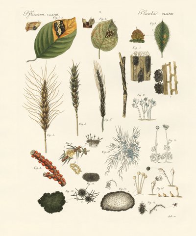 Furcsa poros és cérnás gomba (színes gravírozás) alkotó: German School