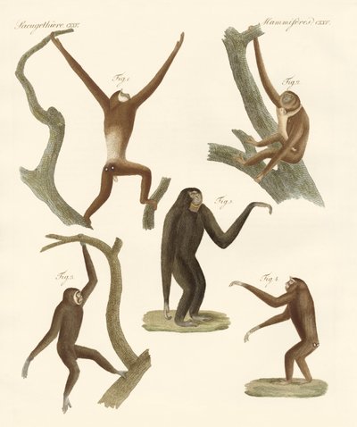 Furcsa gibbonok alkotó: German School