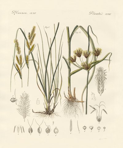 Furcsa füvek (színes metszet) alkotó: German School