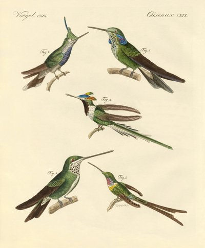 Furcsa kolibri (színes metszet) alkotó: German School