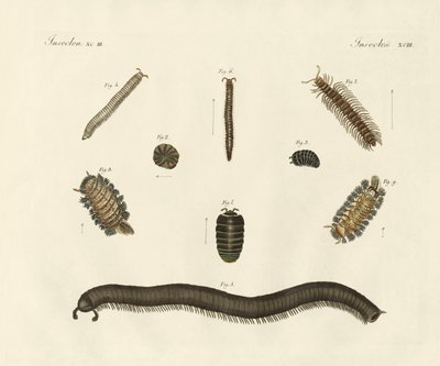 Furcsa rovarok (színes gravírozás) alkotó: German School
