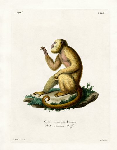 Szalmaszínű Howler (színes metszet) alkotó: German School
