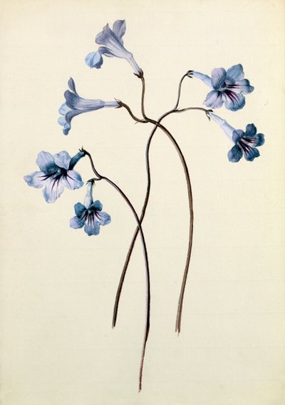 Streptocarpus, 1790 körül (wc papíron) alkotó: German School