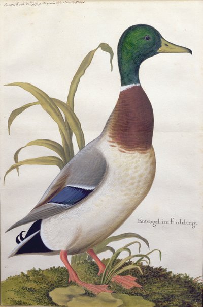 Tanulmány egy tőkés kacsáról, 1790 körül (wc gouache papíron) alkotó: German School