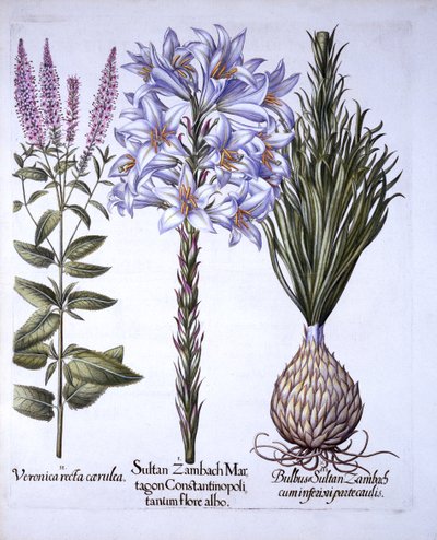 Zambach szultán Lily and Bulb, Veronica, a Hortus Eystettensisből, Basil Besler (1561-1629), pub. 1613 (kézzel színezett metszet) alkotó: German School