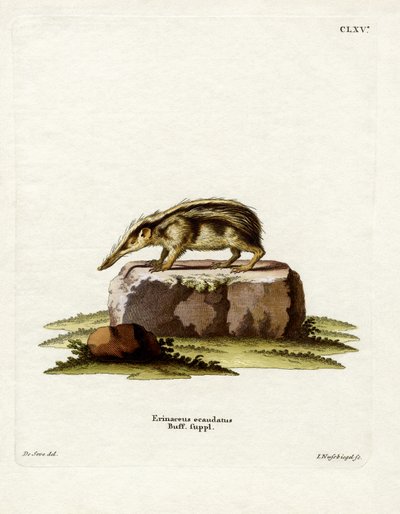 Farok nélküli Tenrec (színes metszet) alkotó: German School