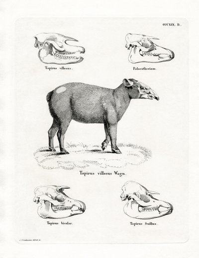 Tapir koponyák (színes metszet) alkotó: German School
